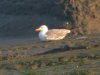 Yellow-legged Gull at Two Tree Island (Steve Arlow) (51874 bytes) Yellow-legged Gull at Two Tree Island (Steve Arlow) (51874 bytes)